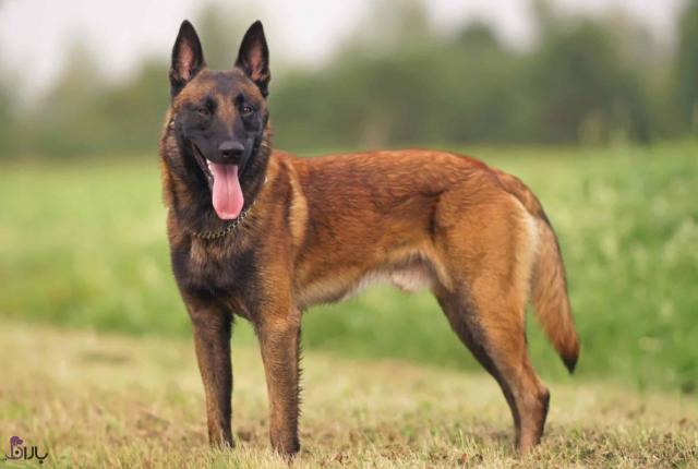 سگ 20 هزار پوندی برای محافظت از مدال جام جهانی!